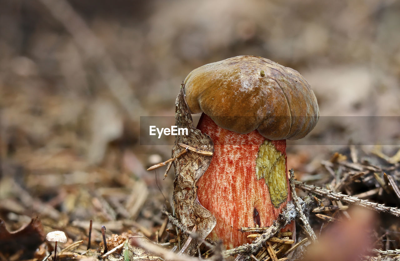 Close-up of bolete mushroom growing on field