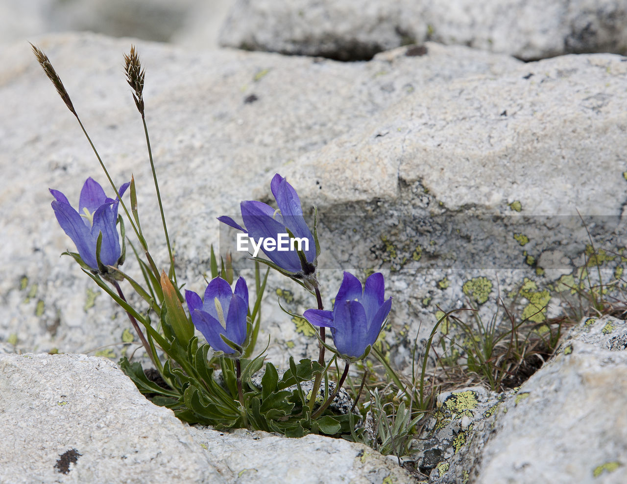 Close-up of purple crocus flowers on land