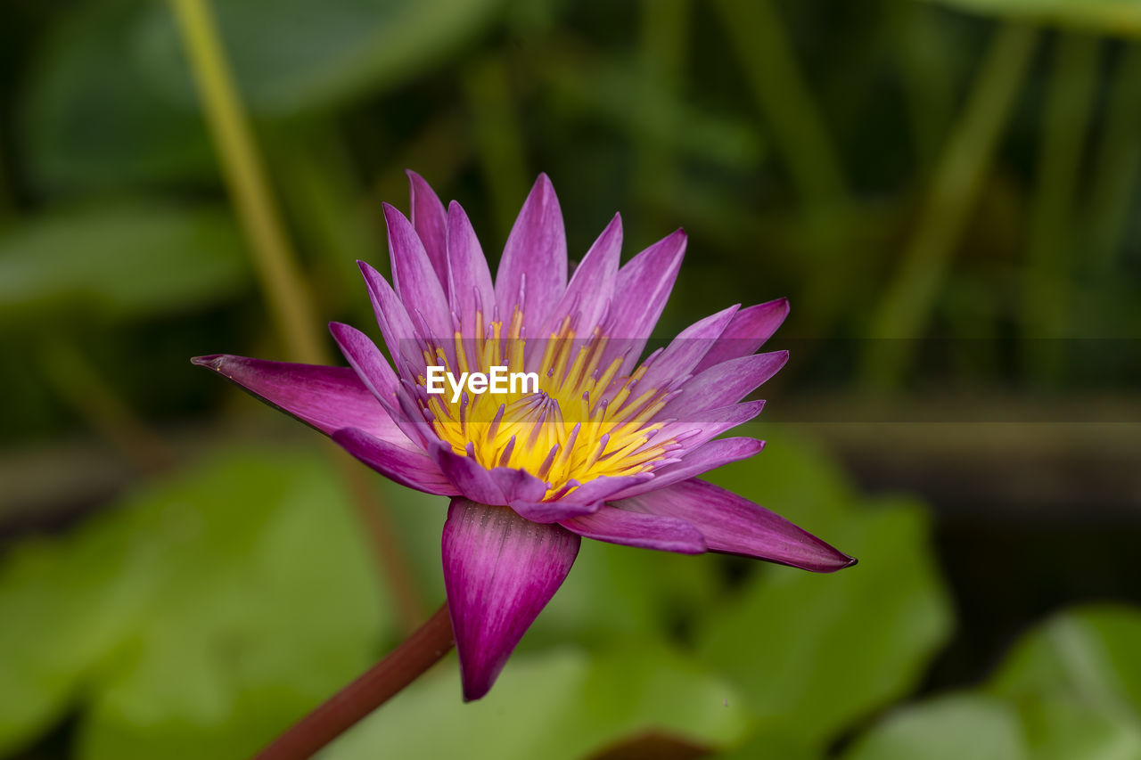 flower, flowering plant, plant, freshness, beauty in nature, fragility, petal, water lily, flower head, close-up, inflorescence, water, purple, macro photography, nature, growth, lake, lotus water lily, pink, yellow, aquatic plant, leaf, focus on foreground, pollen, no people, lily, plant part, wildflower, magenta, outdoors, green, botany, blossom, day, springtime
