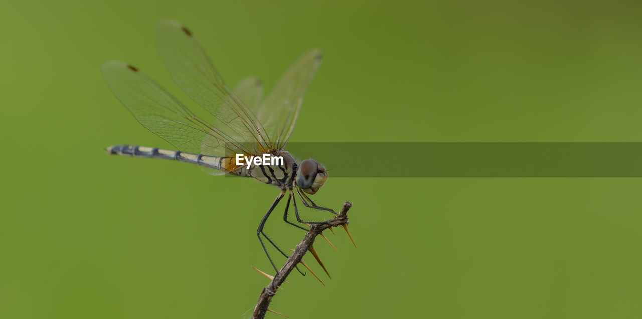animal, insect, animal themes, animal wildlife, dragonflies and damseflies, animal wing, wildlife, dragonfly, one animal, close-up, nature, focus on foreground, green, macro photography, beauty in nature, plant, macro, no people, animal body part, outdoors, zoology, day, fragility, plant stem, perching, wing, plant part, full length