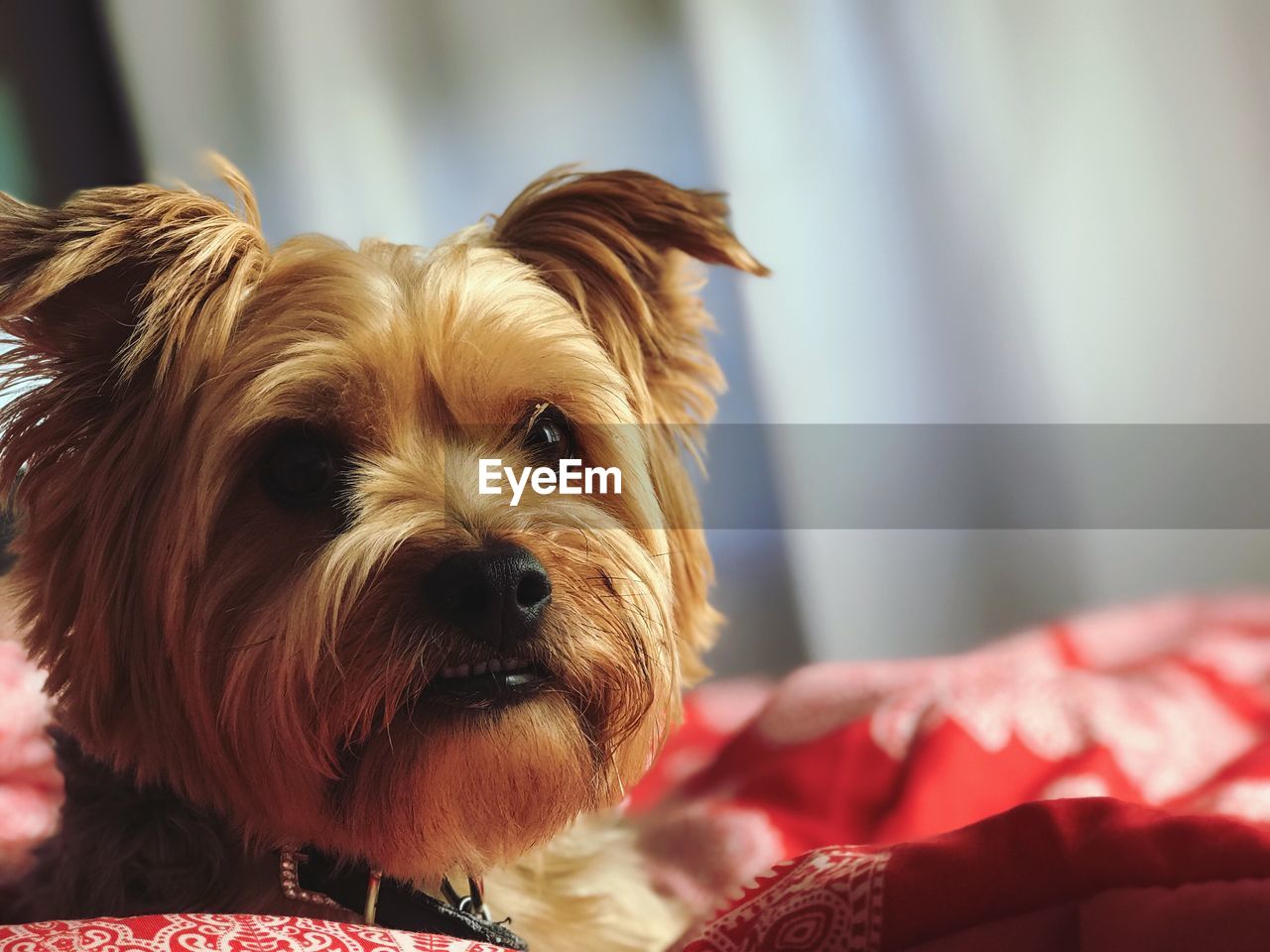 Close-up portrait of dog relaxing in a camper