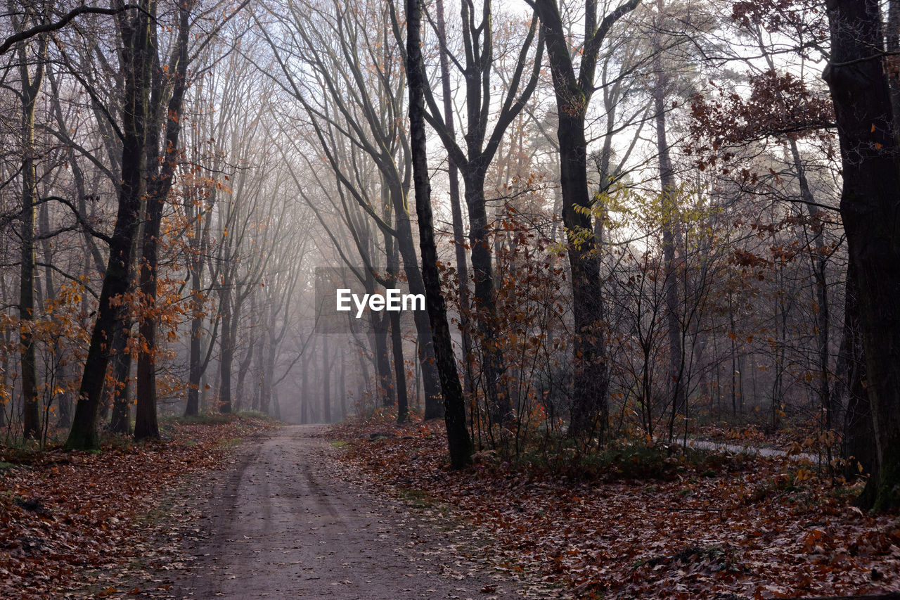 DIRT ROAD AMIDST TREES IN FOREST DURING AUTUMN