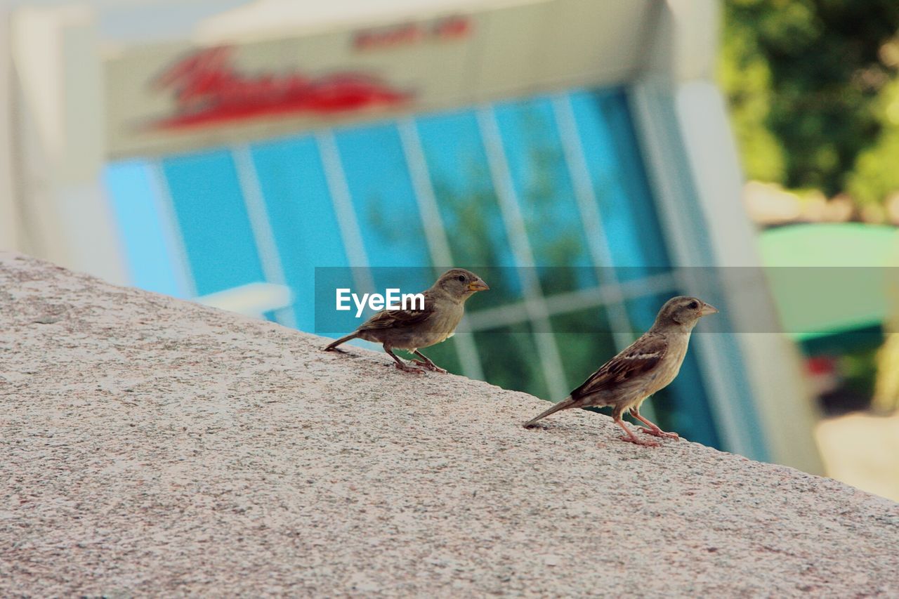 Close-up of sparrows perching on retaining wall