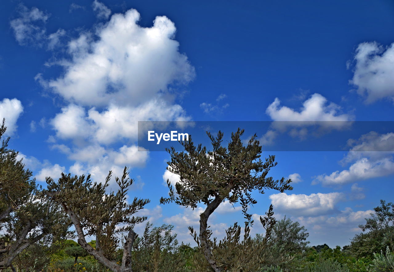 sky, nature, plant, tree, cloud, blue, grass, environment, beauty in nature, landscape, pine tree, no people, scenics - nature, pinaceae, coniferous tree, outdoors, land, non-urban scene, meadow, pine woodland, tranquility, forest, day, hill, sunlight, growth, cloudscape, travel destinations, travel, flower, low angle view