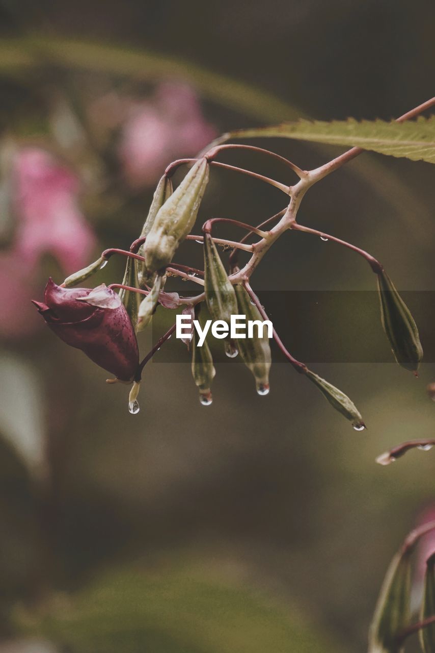 leaf, plant, nature, macro photography, close-up, flower, branch, green, focus on foreground, beauty in nature, no people, blossom, plant stem, flowering plant, outdoors, freshness, growth, fragility, water, selective focus, day, plant part, animal themes, animal, drop, wet, tree, animal wildlife