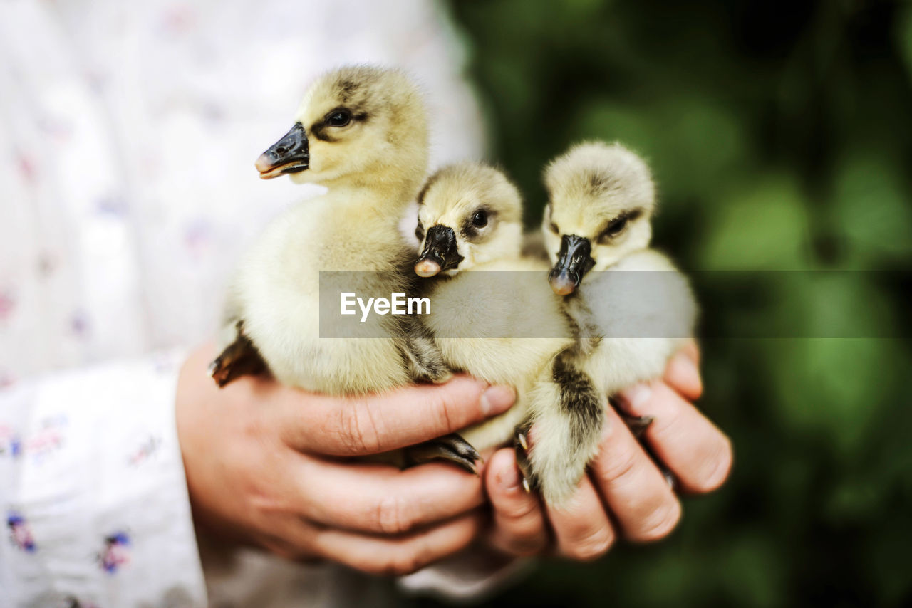 Woman with goslings standing outdoors