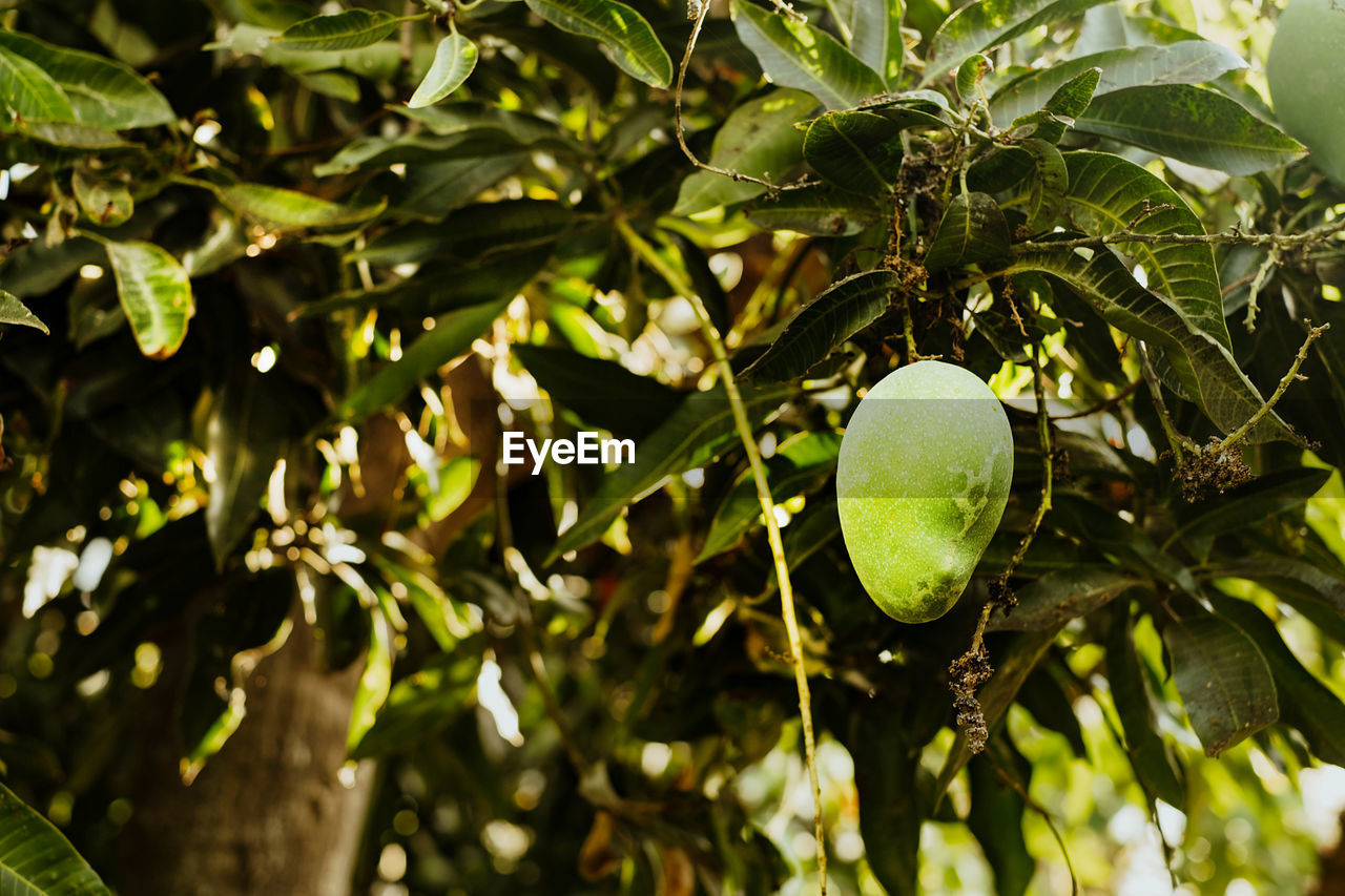 Close-up of fruit growing on tree