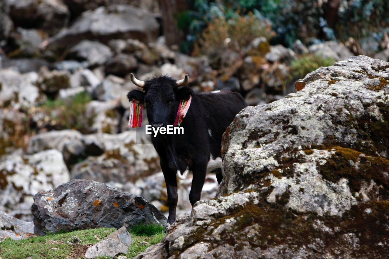 BLACK DOG ON ROCK