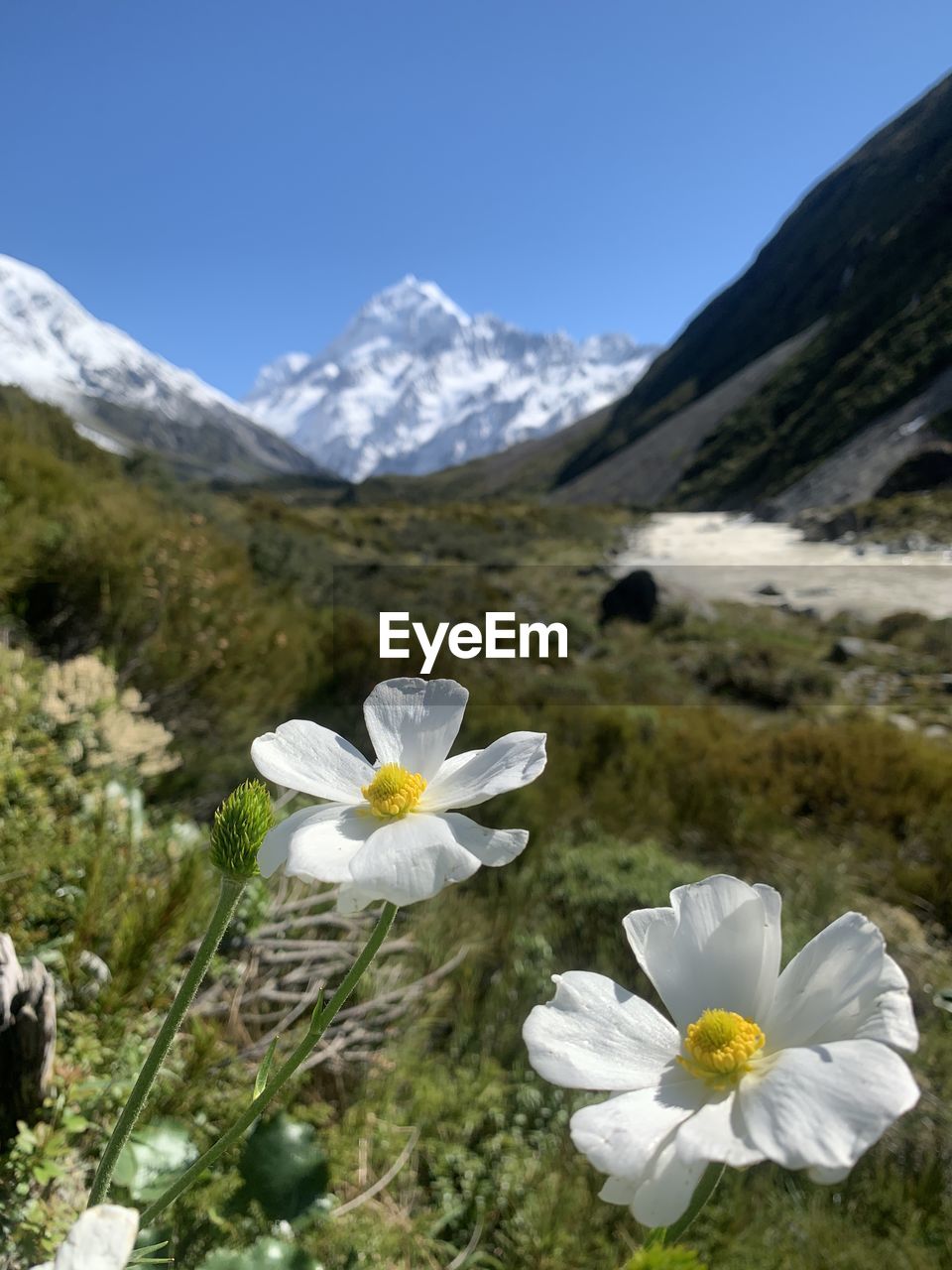 Close-up of white flowering plants by mountains against sky