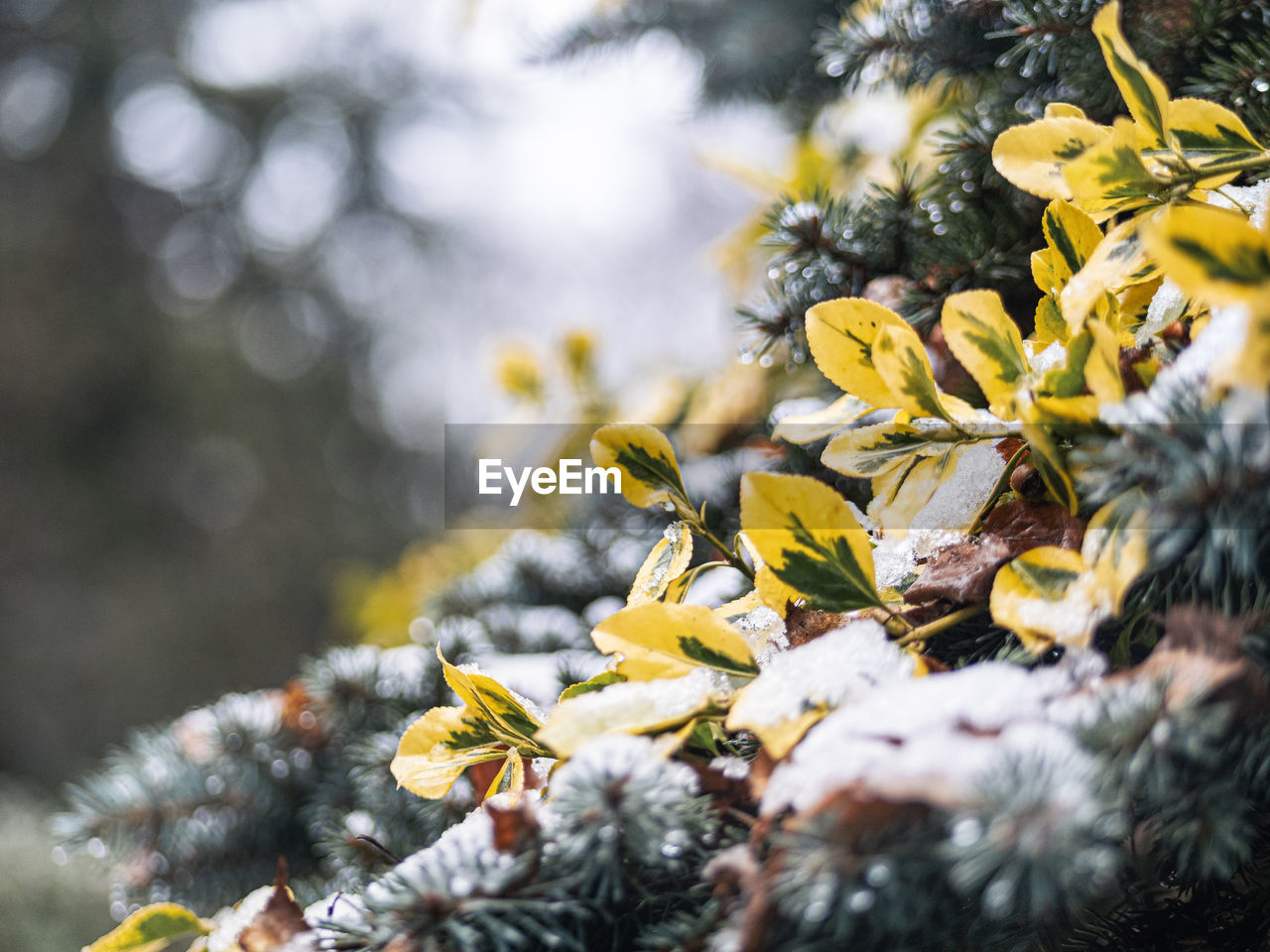 Close-up of wilted flowering plant