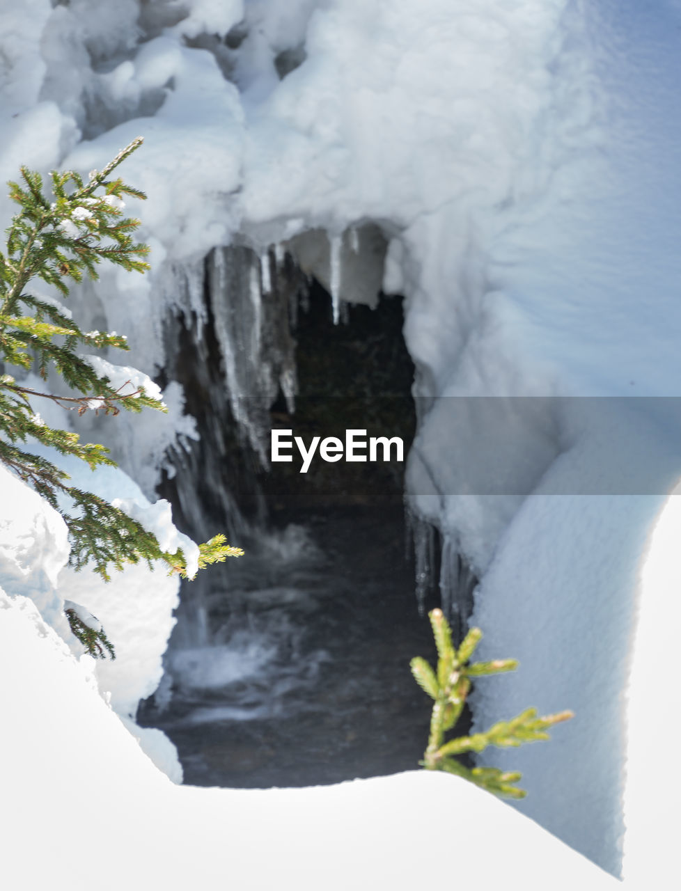 CLOSE-UP OF SNOW COVERED PLANTS ON ROCK