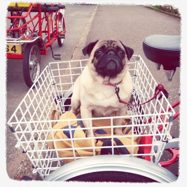 Portrait of pug sitting on carrier of cart