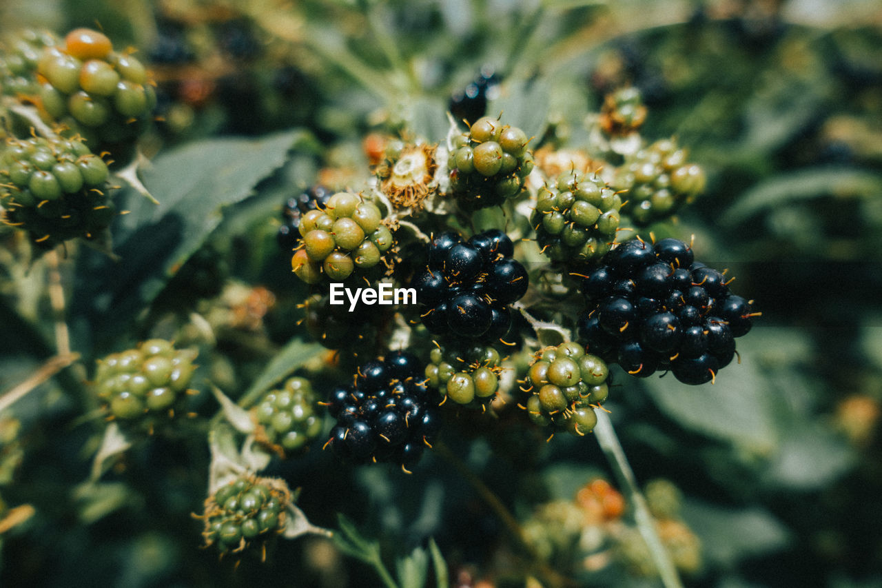 Close-up of blackberries growing on plant