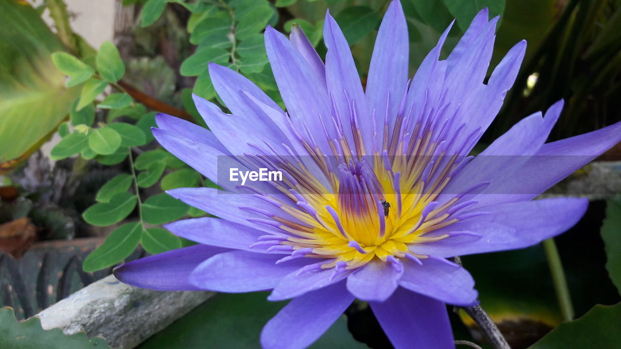 CLOSE-UP OF FLOWER