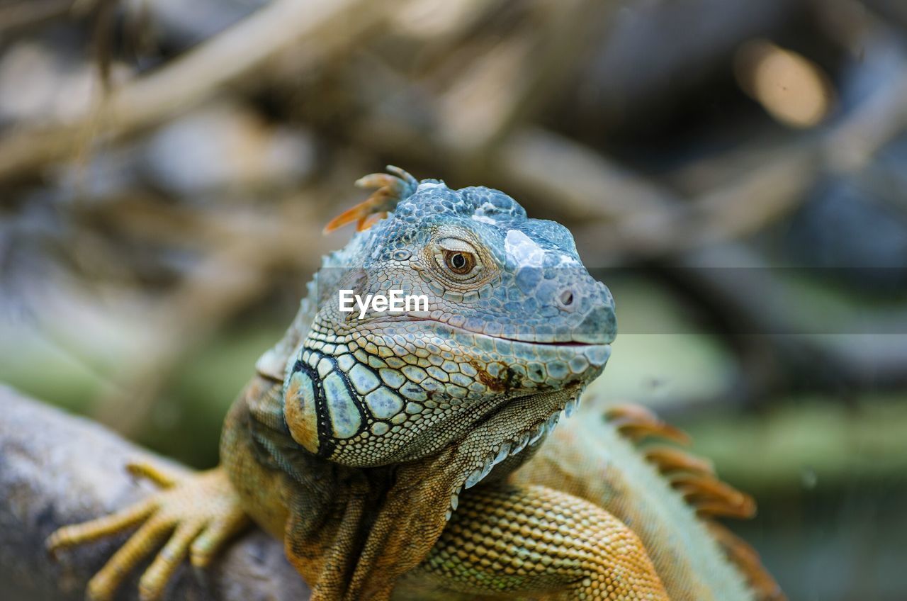 Close-up of lizard