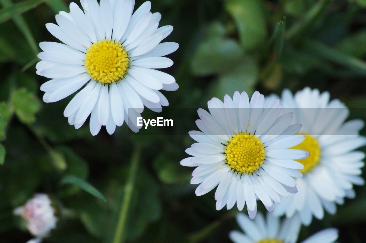 Close-up of white daisy flower