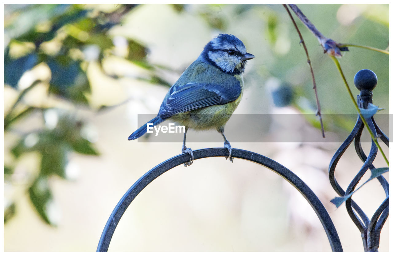 CLOSE-UP OF A BIRD PERCHING ON A METAL