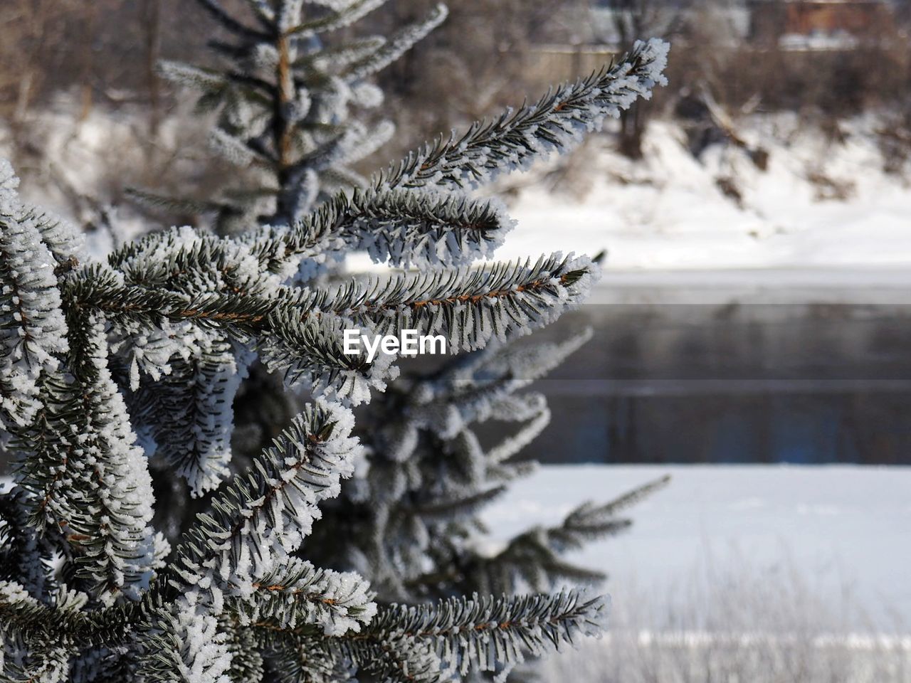 Close-up of snow covered pine tree