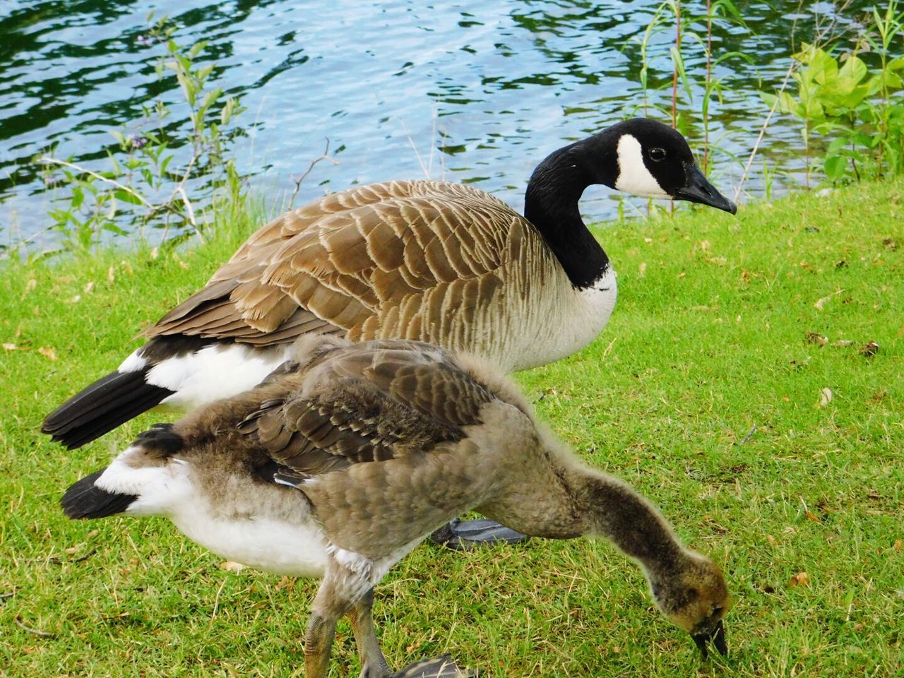 DUCKS ON LAKE