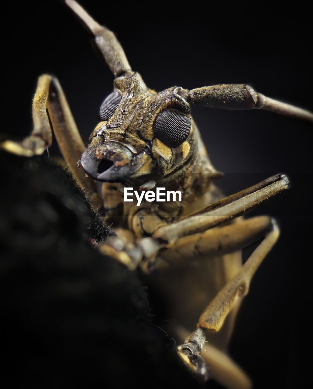 Close-up of insect on black background