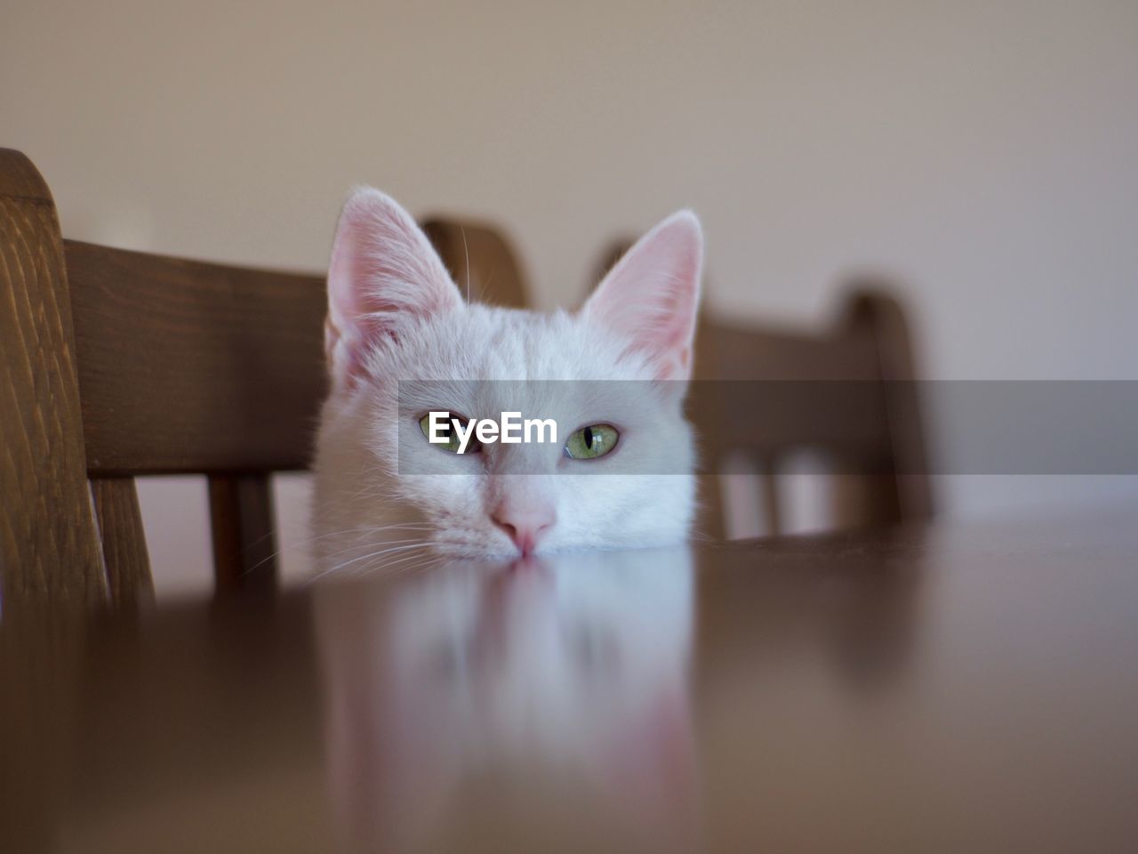 PORTRAIT OF WHITE CAT ON TABLE