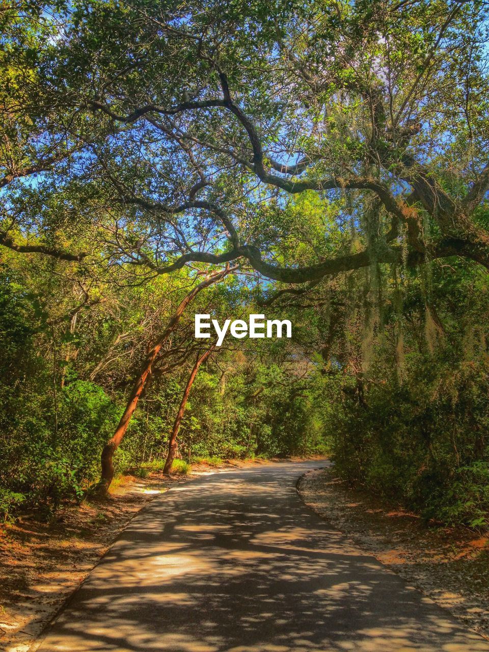 Street amidst trees in forest