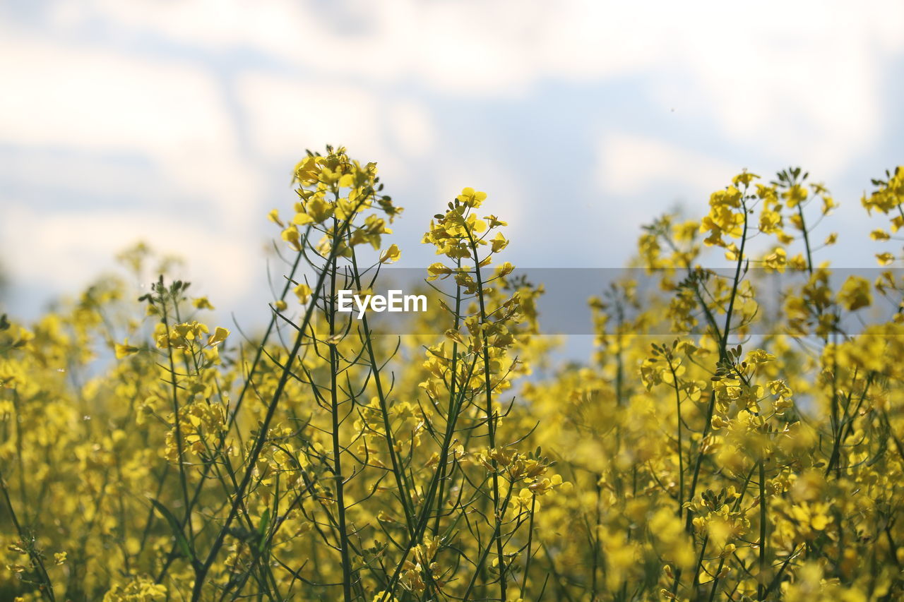 Yellow flowering plants on field