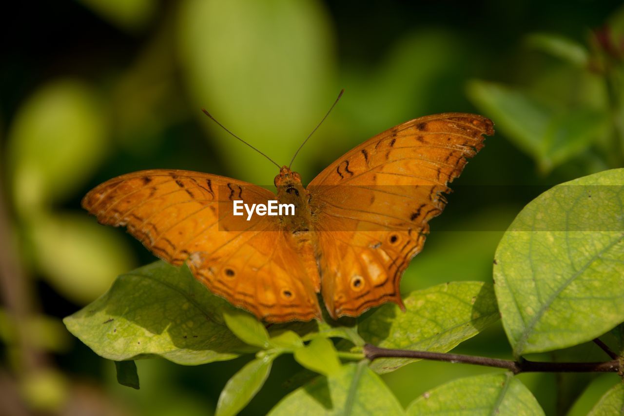 CLOSE-UP OF BUTTERFLY ON PLANT