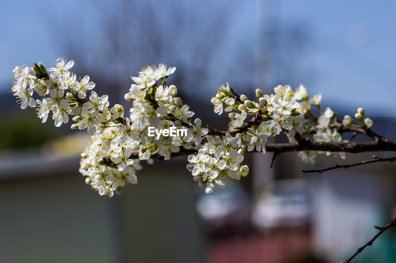 Close-up of white cherry blossoms in spring