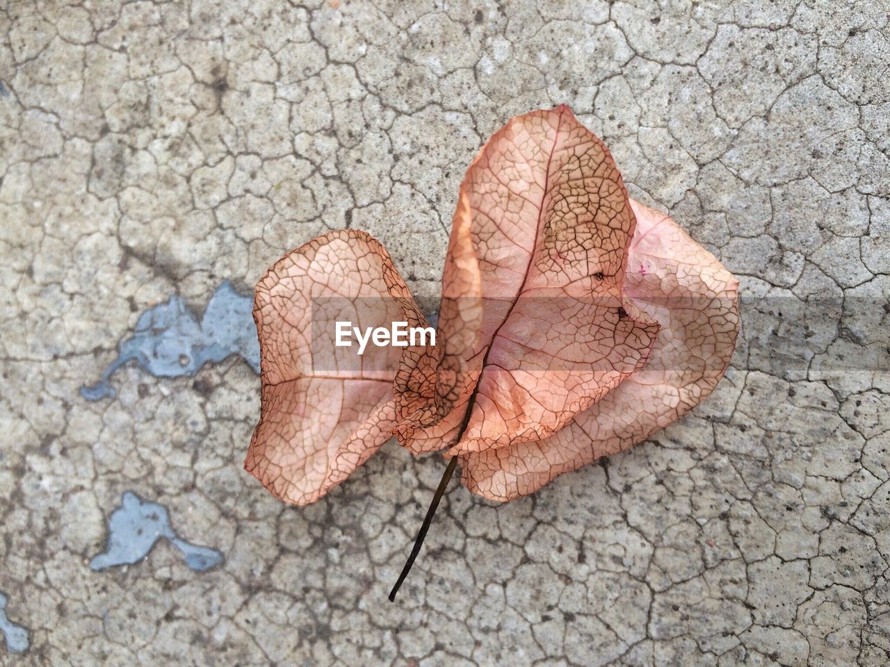 HIGH ANGLE VIEW OF MAPLE LEAF ON COBBLESTONE