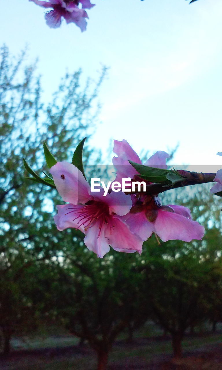 CLOSE-UP OF PINK FLOWER BLOOMING AGAINST TREE