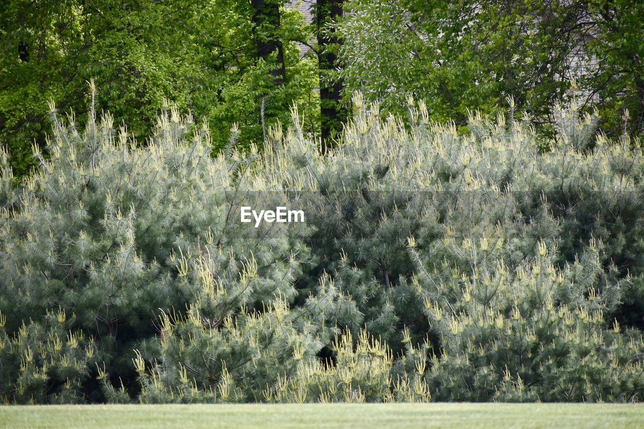 VIEW OF FOREST