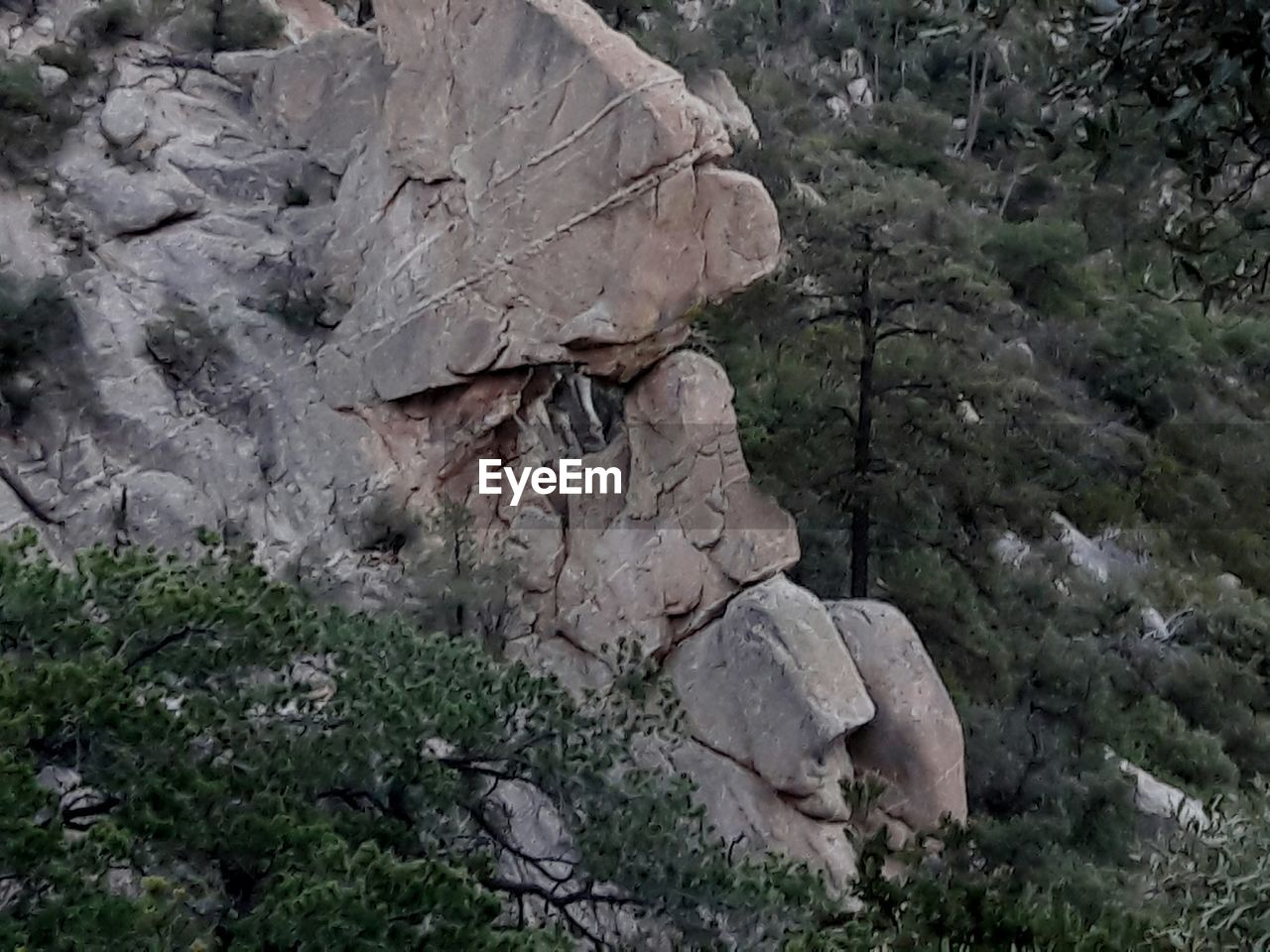 SCENIC VIEW OF ROCK FORMATIONS IN FOREST