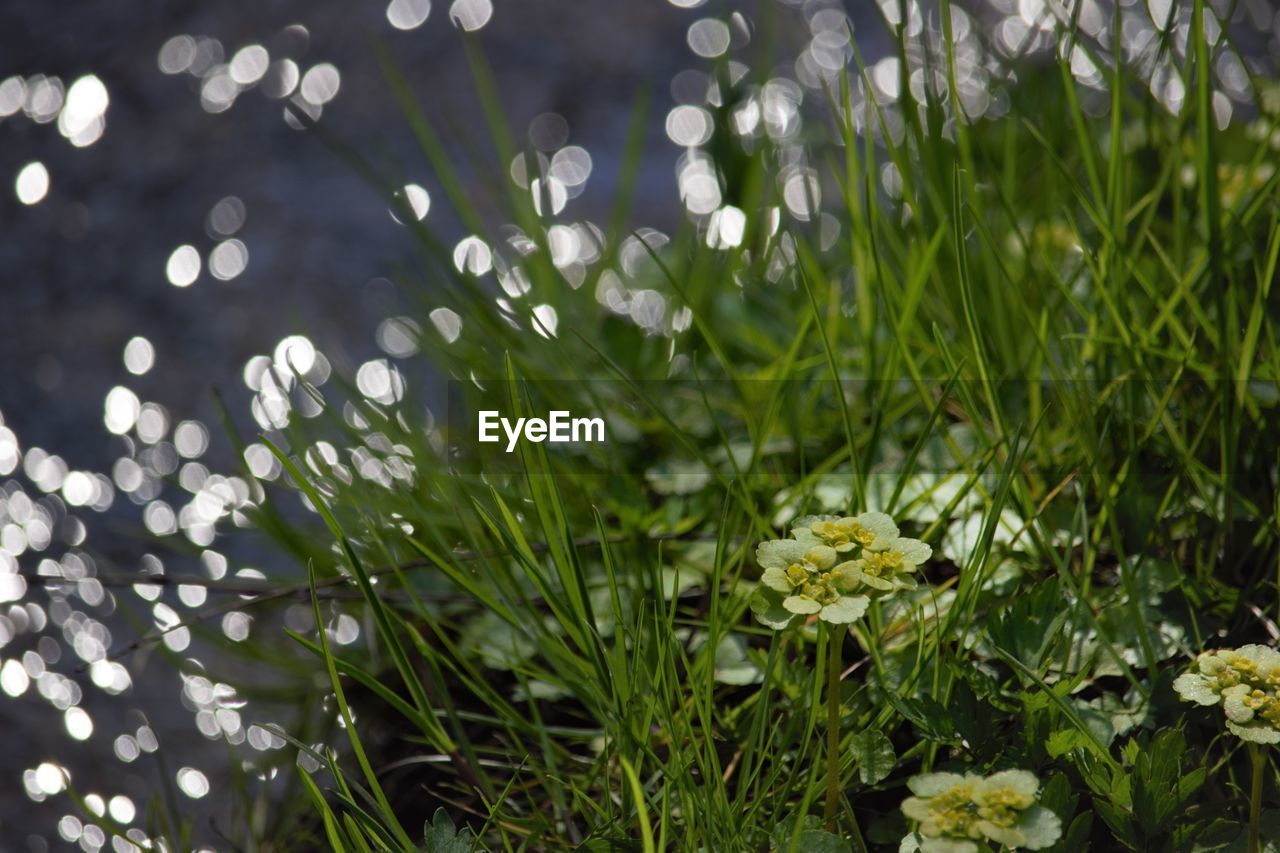 Close-up of white flowers blooming in field