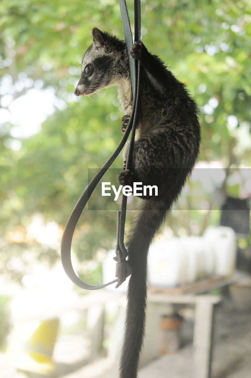 A civet hanging at a leather belt on blurred background