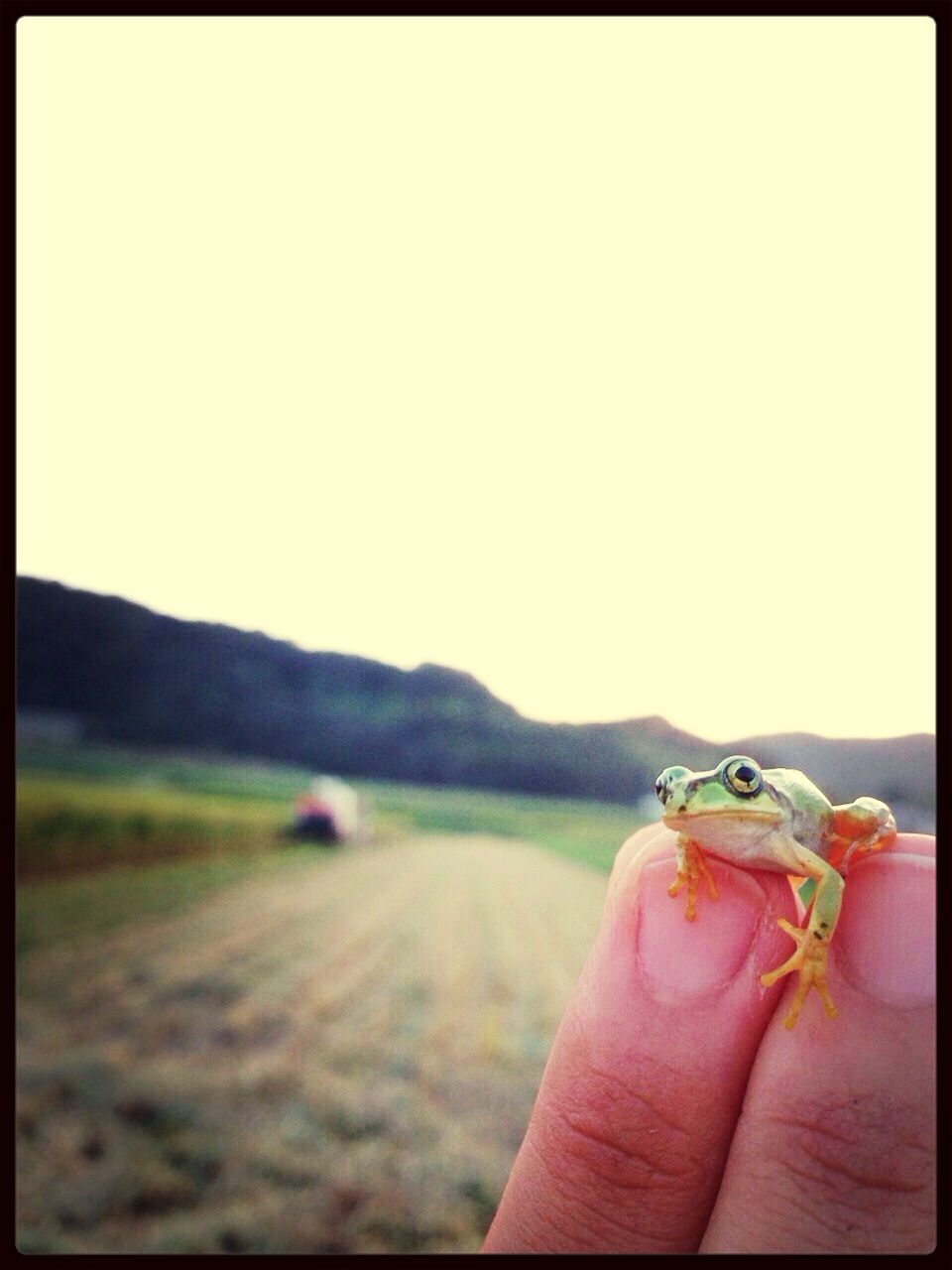 Cropped image of person holding frog on field against clear sky