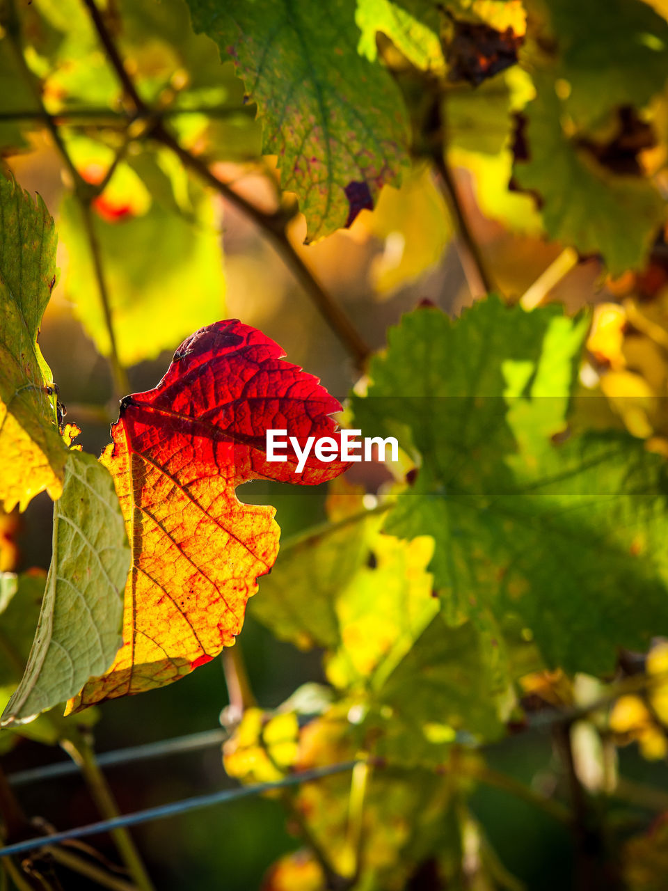 CLOSE-UP OF RED LEAVES