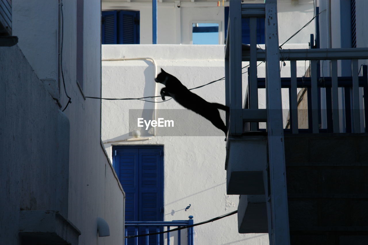 Cat living in mykonos town jumping between house and house