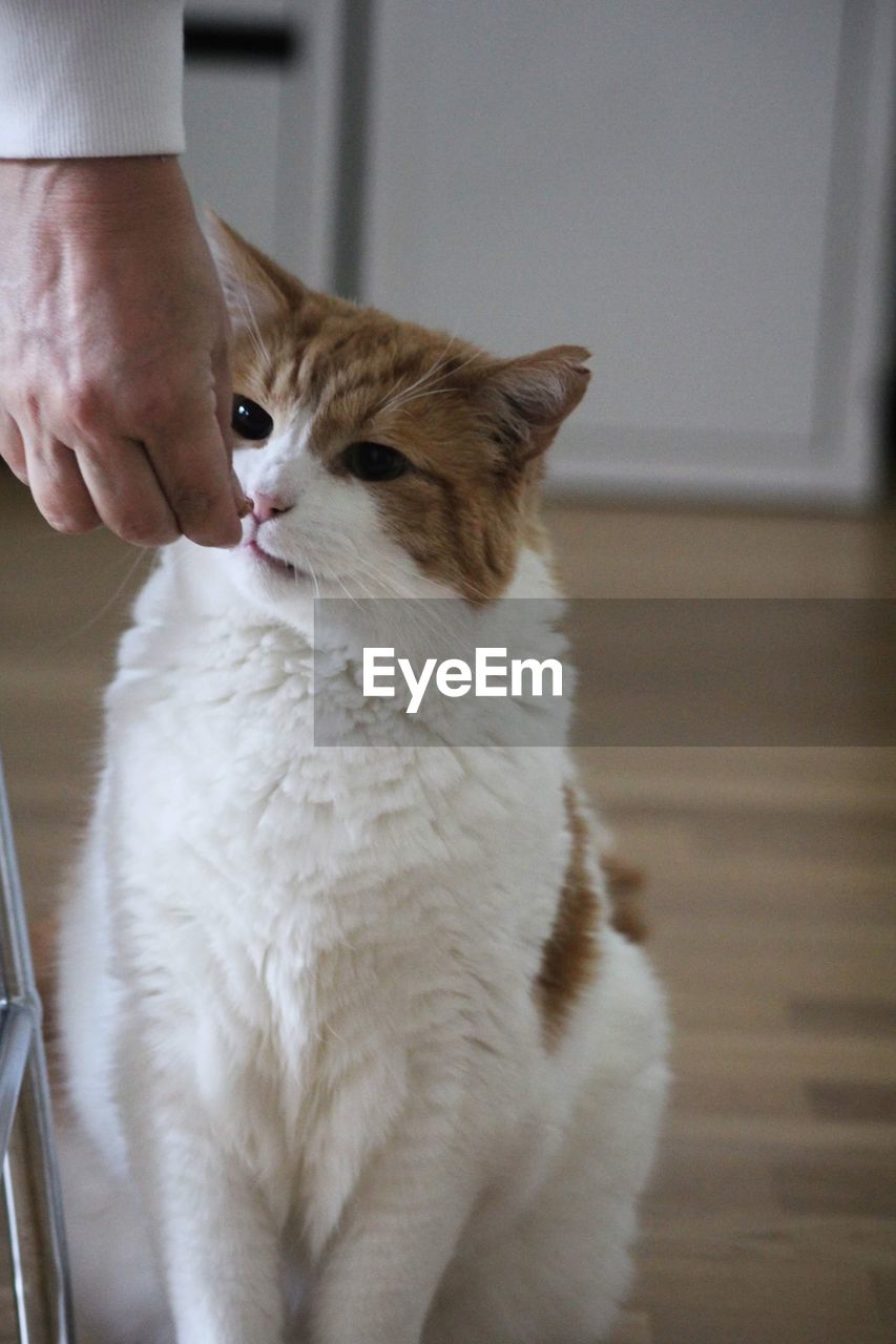 Cat sniffing on a pellet 