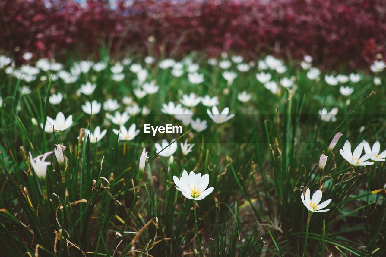 High angle view of white flowers blooming outdoors