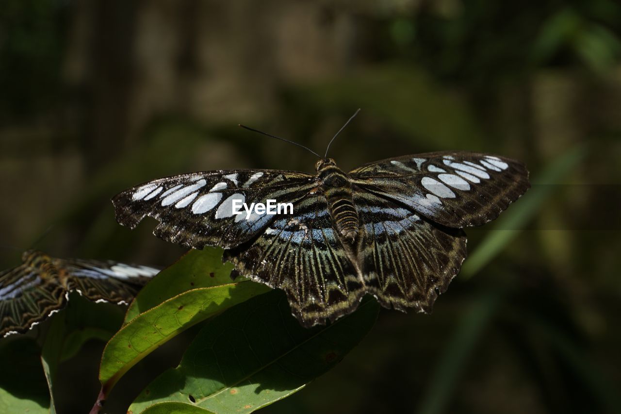 Close-up of butterfly on leaf