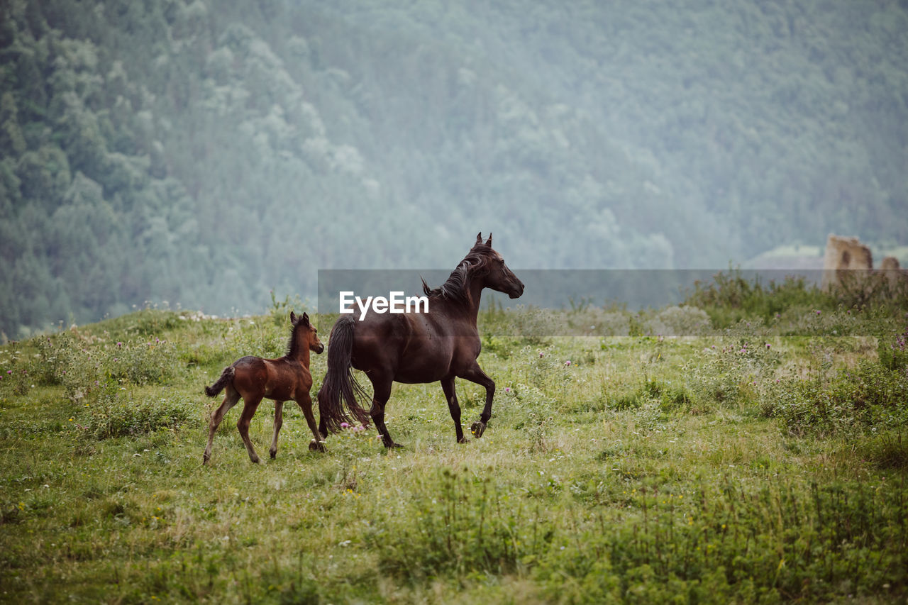 Horses on a field