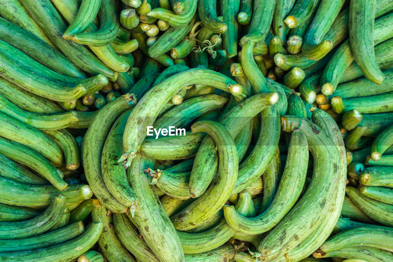 Fresh organic sponge gourd from farm close up from different angle