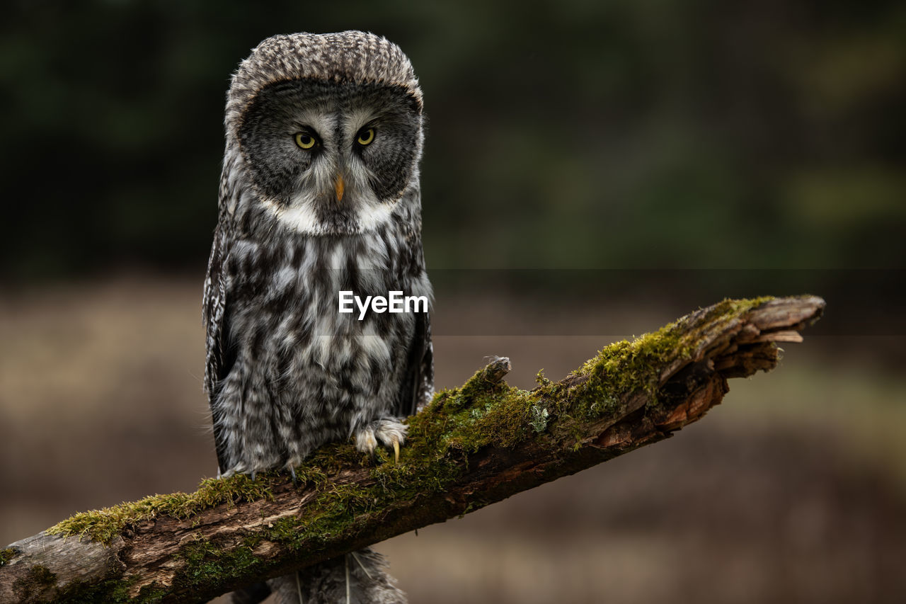 A trained great grey owl, strix nebulosa