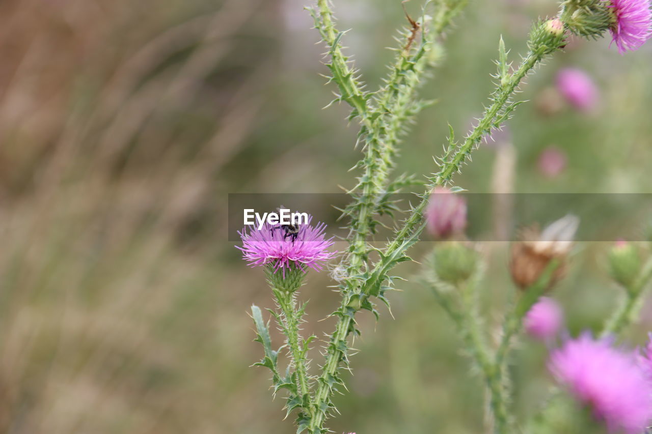 CLOSE-UP OF PURPLE FLOWERING PLANTS