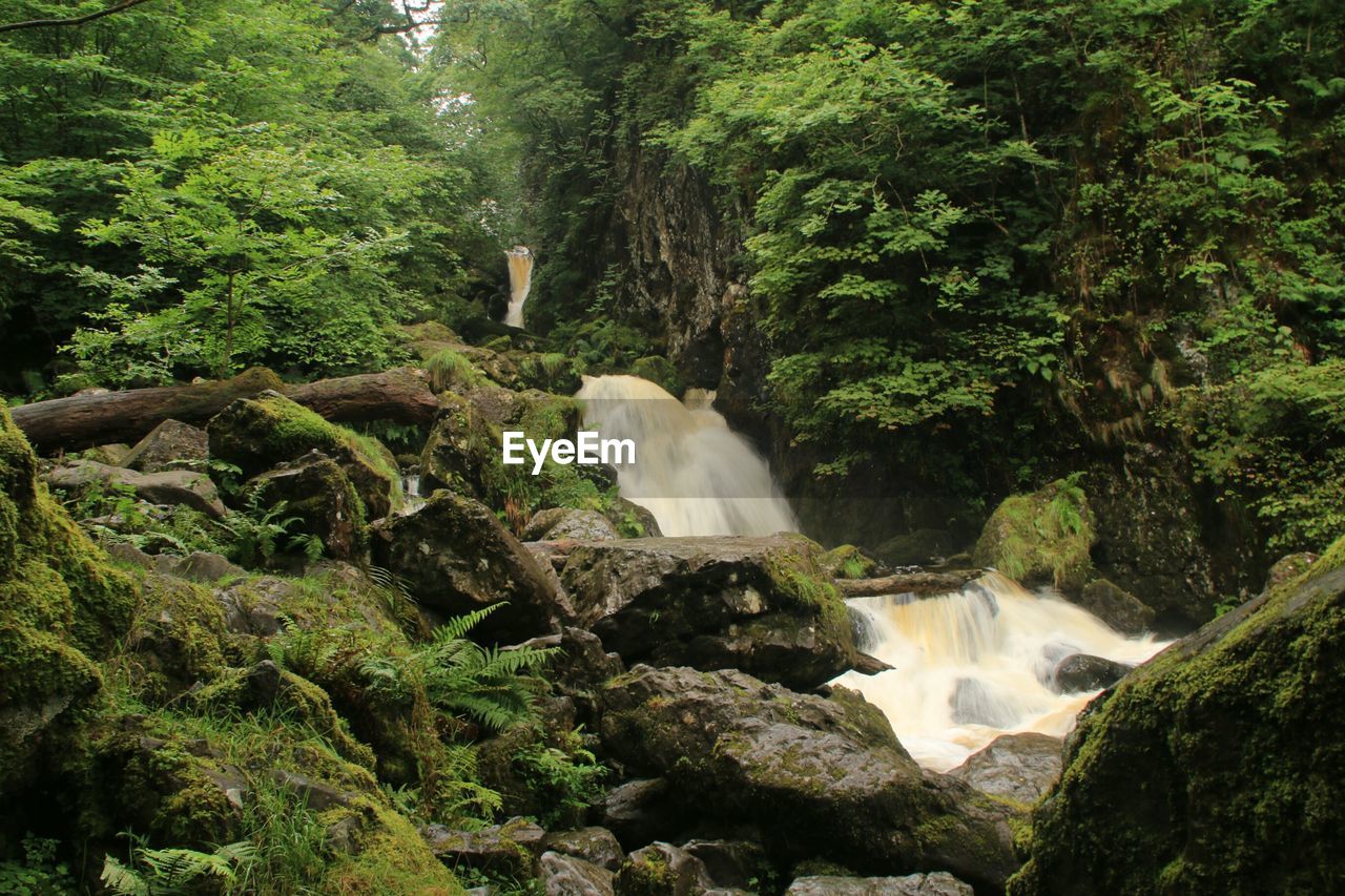 WATERFALL IN FOREST