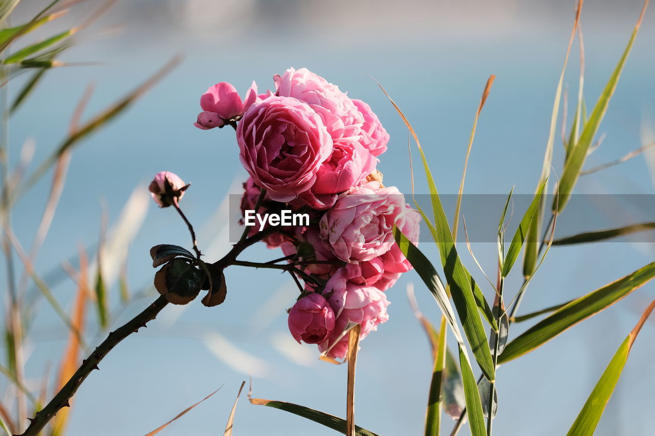 plant, flower, flowering plant, beauty in nature, nature, pink, blossom, freshness, close-up, petal, growth, no people, rose, fragility, macro photography, flower head, inflorescence, focus on foreground, outdoors, sky, branch, springtime, spring, day, bud, plant part, leaf, tree, botany