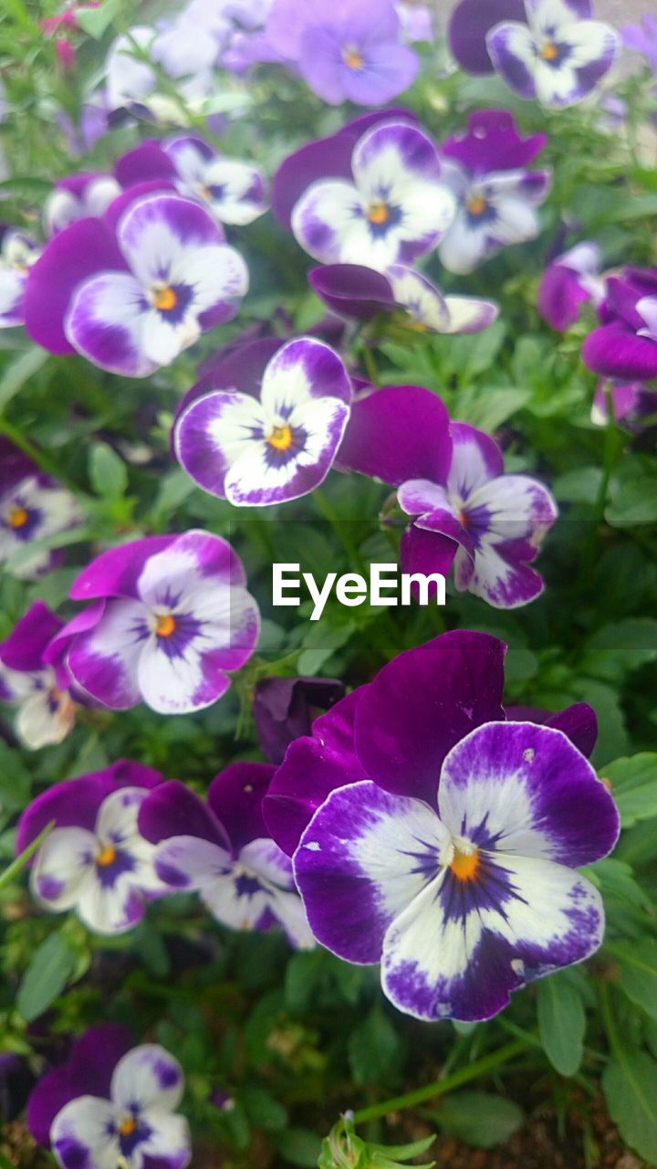 Close-up of purple pansy flowers