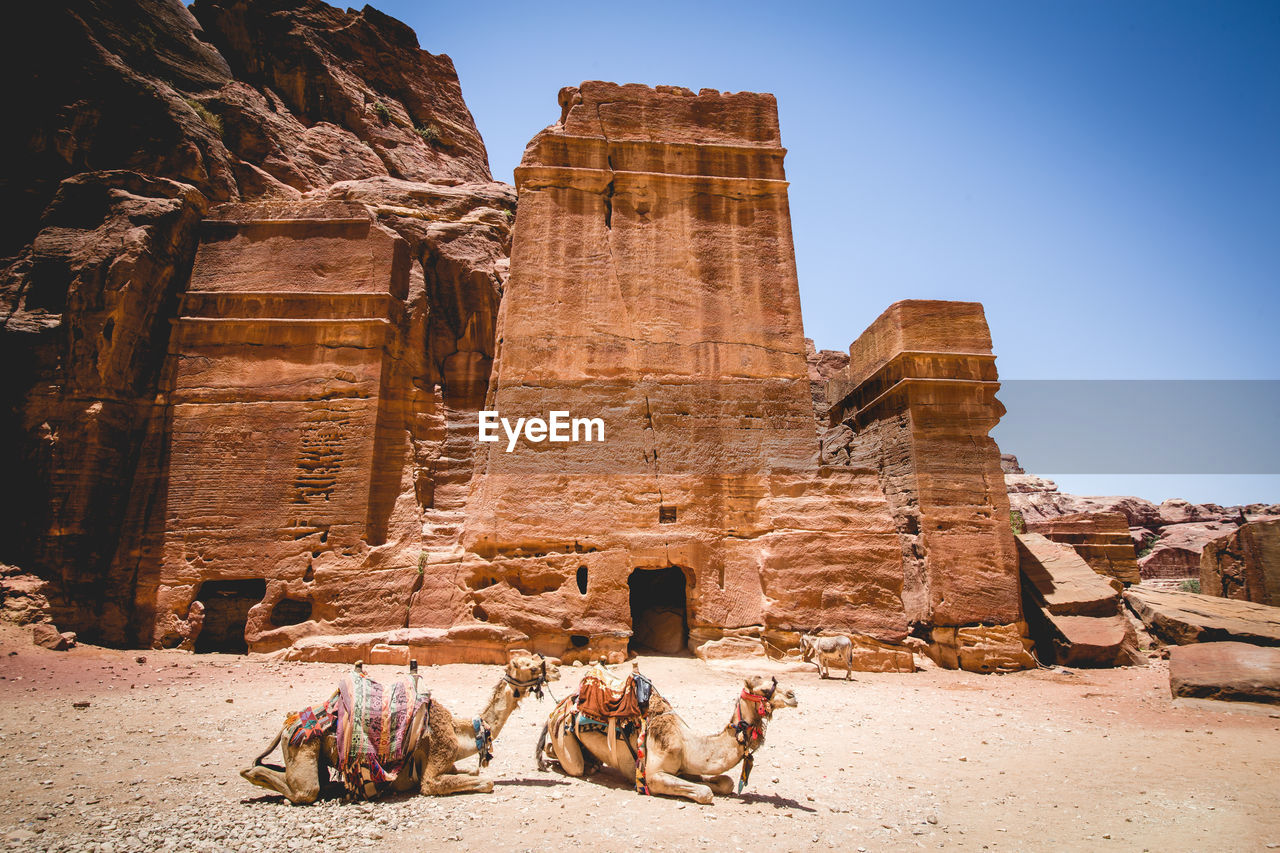 Camels resting against old ruins at desert