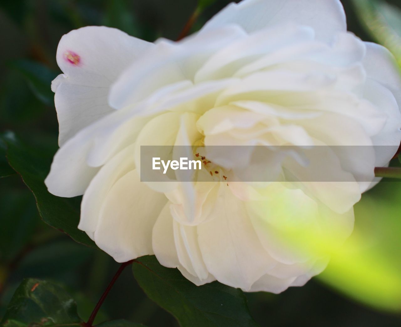 CLOSE-UP OF WHITE ROSE BLOOMING